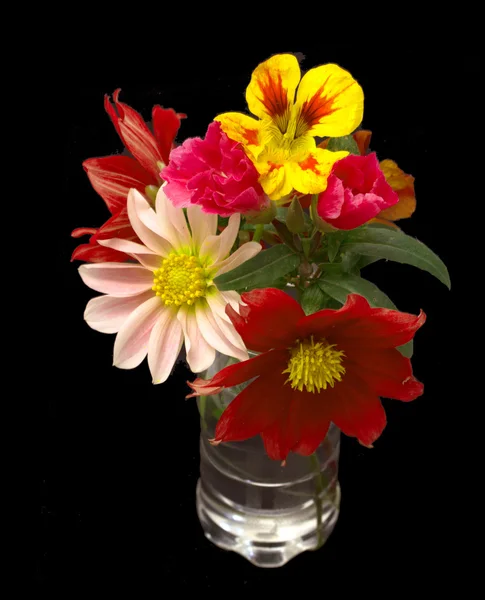 Flowers — Stock Photo, Image