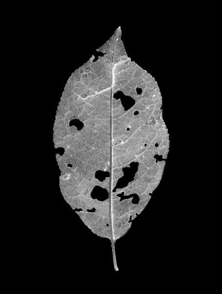 해충에 의해 먹 히는 잎 — 스톡 사진