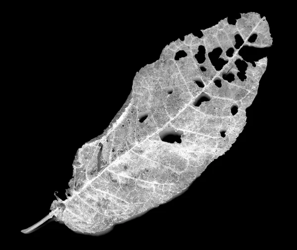 Liści zjedzone przez szkodniki — Zdjęcie stockowe