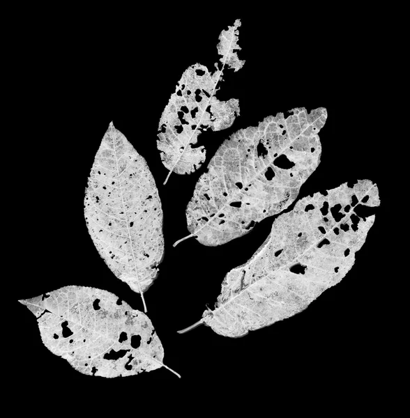 Листья, съеденные вредителями — стоковое фото