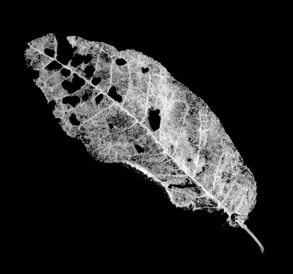 Blätter von Schädlingen gefressen — Stockfoto
