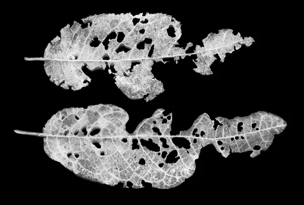 葉が害虫に食べられて — ストック写真