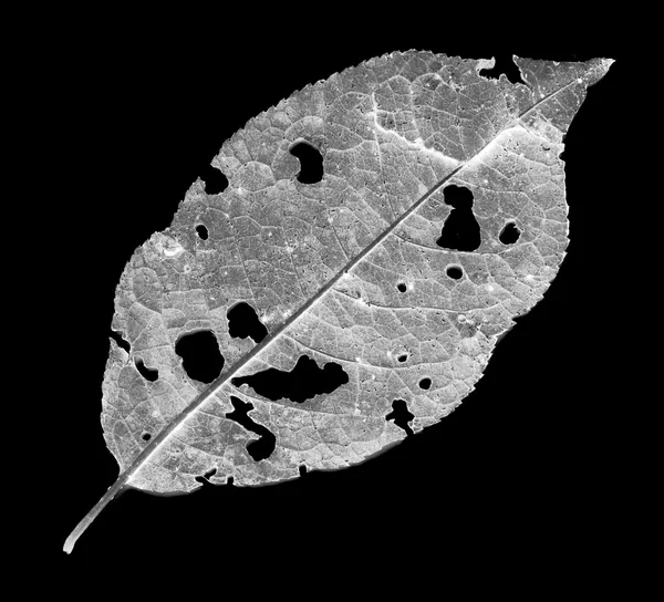 Φύλλα που καταναλώνονται από τα παράσιτα — Φωτογραφία Αρχείου
