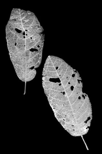 Bladeren gegeten door parasieten — Stockfoto