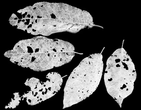 해충에 의해 먹 히는 잎 — 스톡 사진