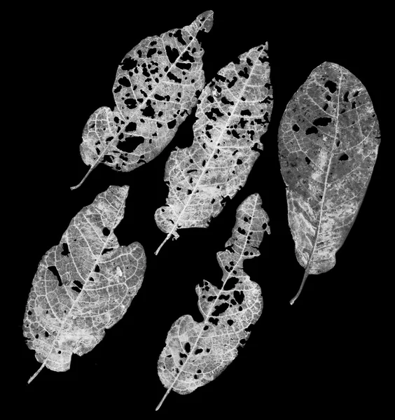 Leaves eaten by pests — Stock Photo, Image