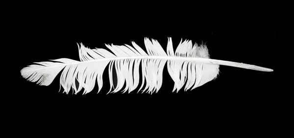 Pluma de ave sobre negro —  Fotos de Stock