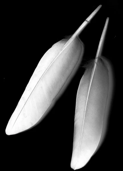 Feather of a bird on black — Stock Photo, Image