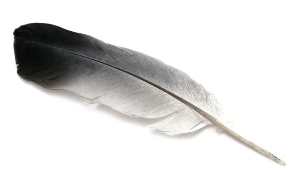 Feather of a bird isolated — Stock Photo, Image
