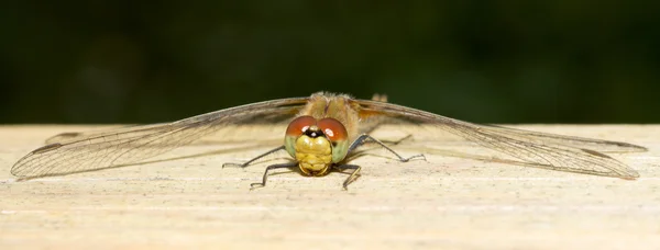 Insecto libélula de cerca — Foto de Stock