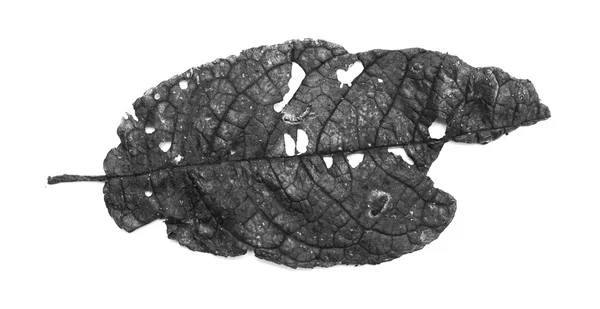 Φύλλο με τρύπες, φαγωμένο από παράσιτα — Φωτογραφία Αρχείου