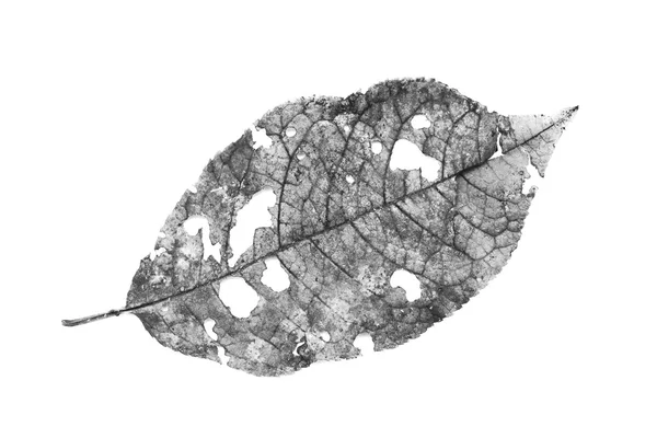 해충이 먹는 구멍이 있는 잎사귀 — 스톡 사진