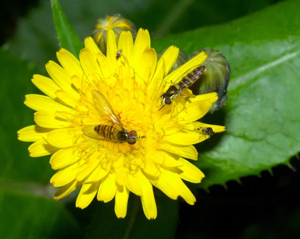 Méhek a pitypang virág — Stock Fotó