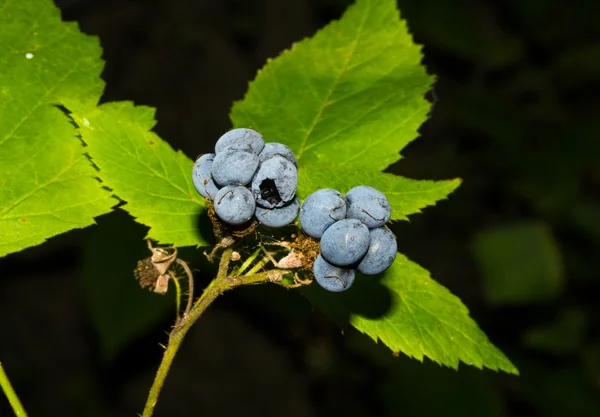 Wild blackberries on the bush — Stock Photo, Image