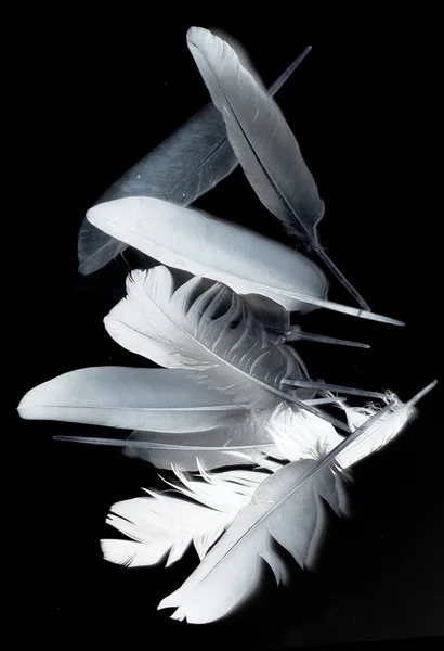 Feather of a bird on black — Stock Image Feather of a bird on black Stock Photo