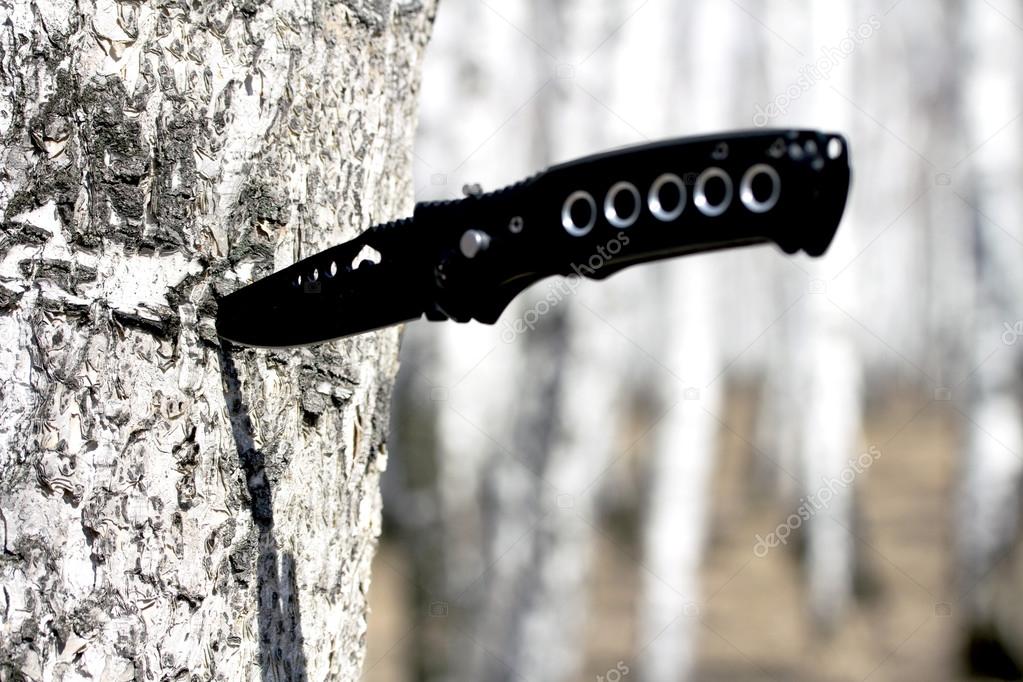 Knife stuck in a birch tree