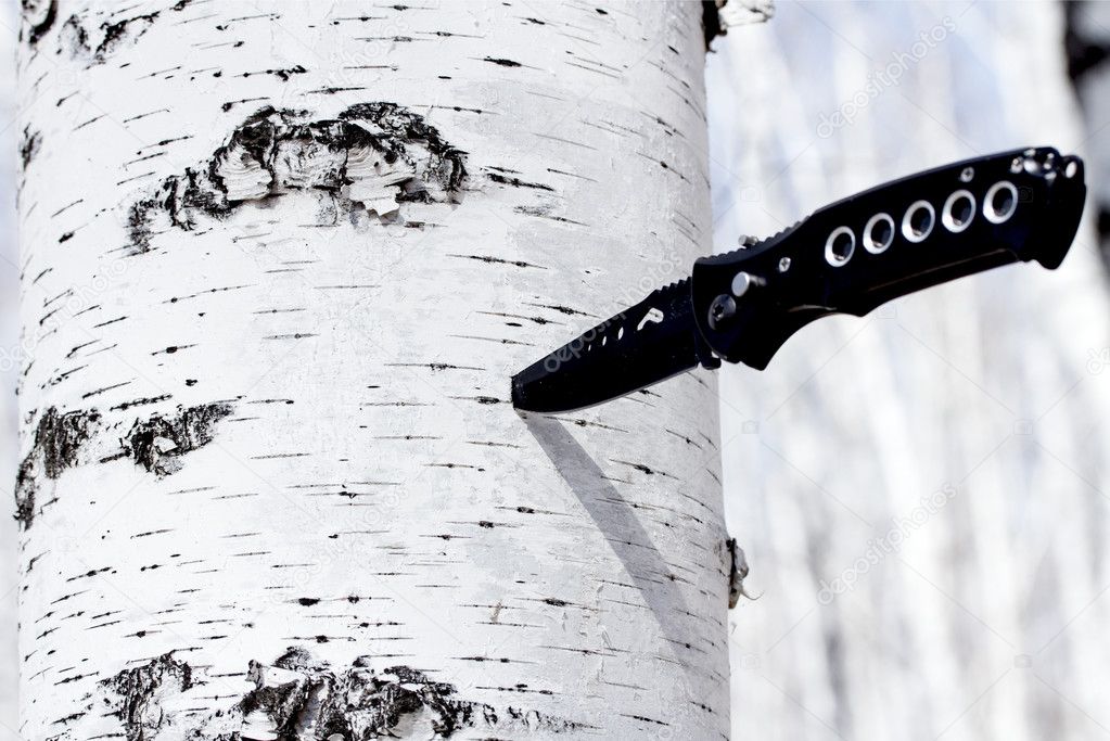 Knife stuck in a birch tree