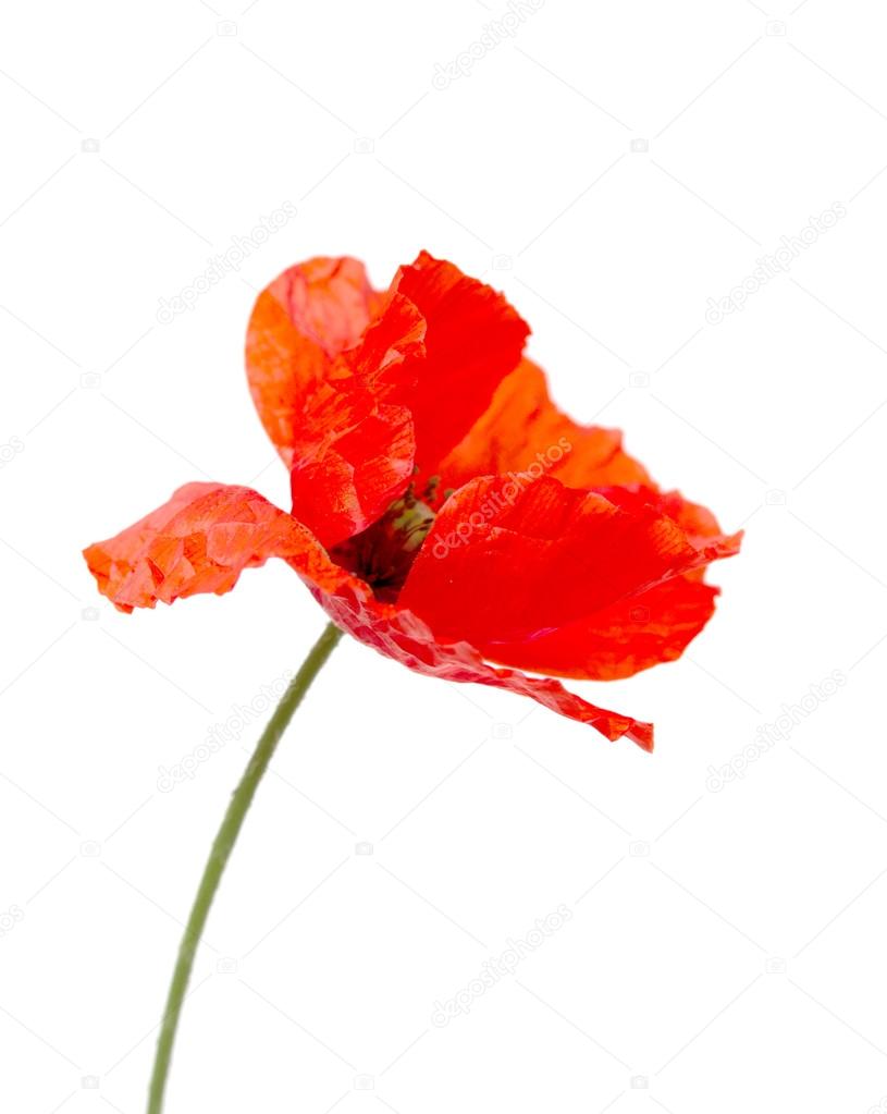 Red poppy flower on a white