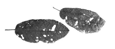 Böcekler tarafından yemiş yaprakları