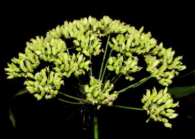 Dereotu çiçek kara günü