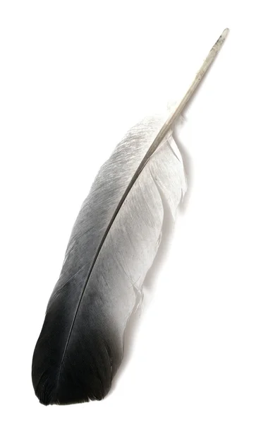 Feather of a bird isolated — Stock Photo, Image