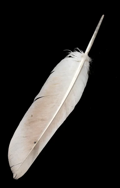 Pluma de ave sobre negro — Foto de Stock