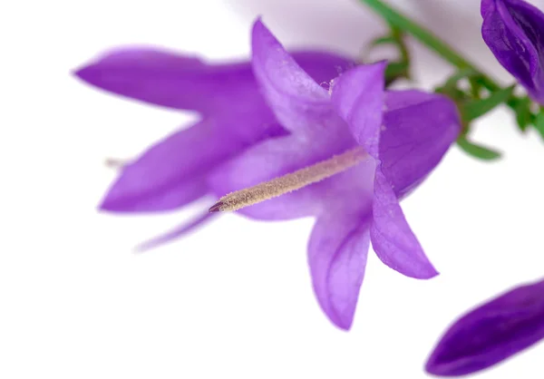 Blue bell flowers — Stock Photo, Image