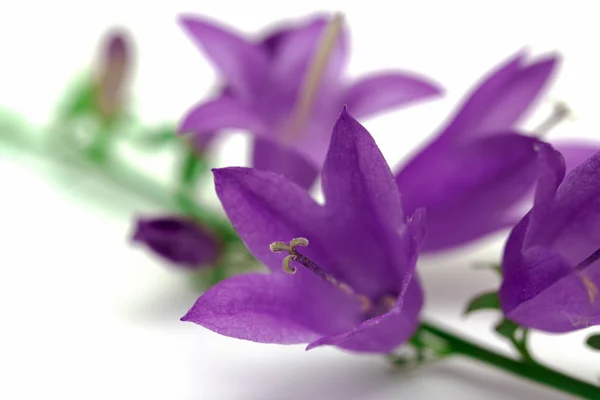 Flores de campana azul — Foto de Stock