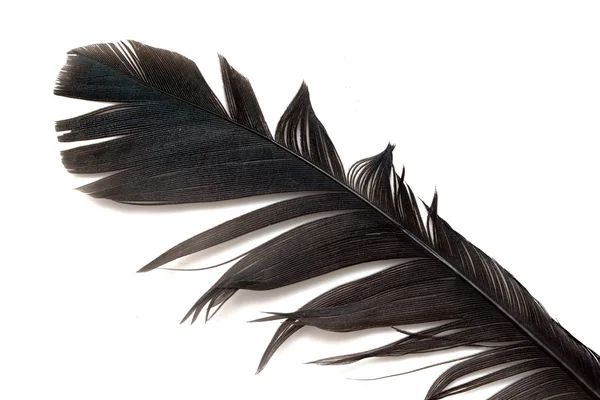 İzole bir kuş tüyü — Stok fotoğraf
