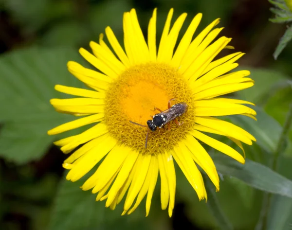 Abeja en una flor amarilla — Foto de Stock