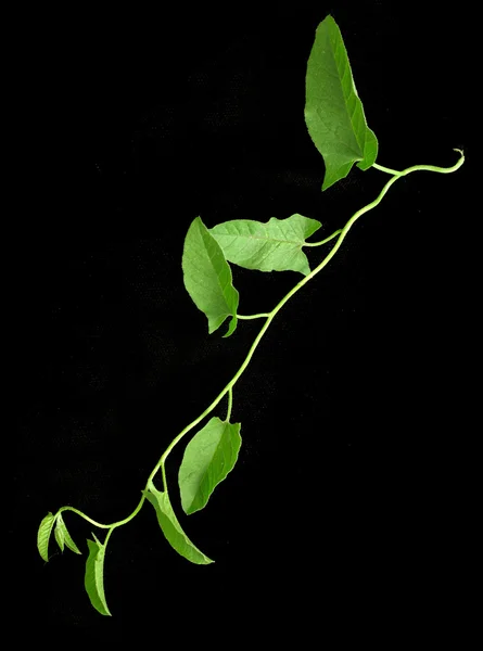 Vine on a black background — Stock Photo, Image