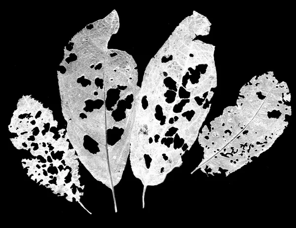 블랙에 구멍 잎 — 스톡 사진