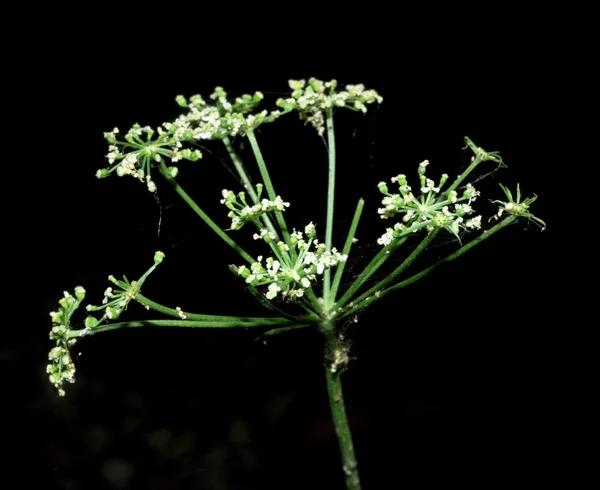 Aneto fiore sul buio — Foto Stock