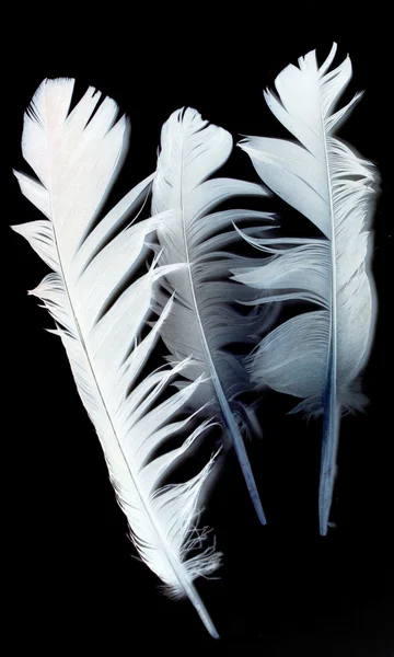 Feather of a bird on black — Stock Photo, Image