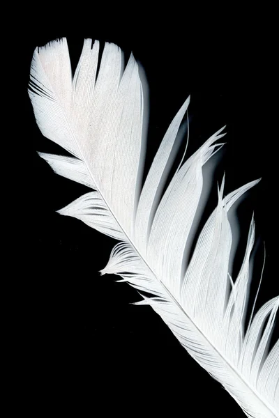 Pírko ptáka na černém pozadí — Stock fotografie