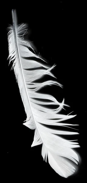 Plume d'oiseau sur noir — Photo