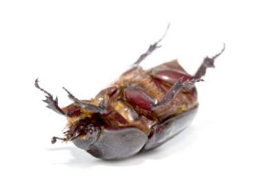 beyaz izole chafer