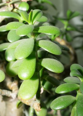 Saksı ev bitki yeşim bitkisi