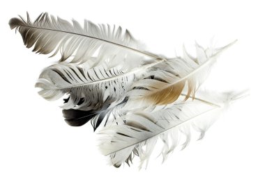 Beyaz bir kuş tüyü