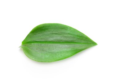 yeşil yaprak izole
