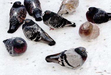 Kar üzerinde yabani güvercin