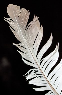 Siyah bir kuş tüyü