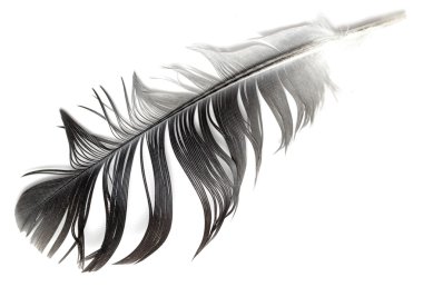 Beyaz bir kuş tüyü