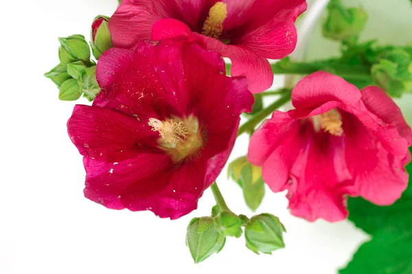 Sléz květ izolované — Stock fotografie