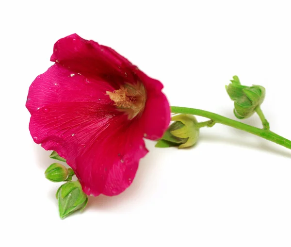 Flor de malva isolada — Fotografia de Stock