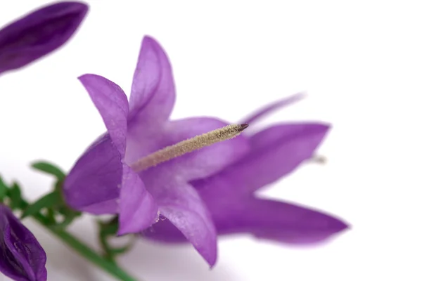 บลูเบลล์ ดอกไม้ส่ง บลูเบล — ภาพถ่ายสต็อก