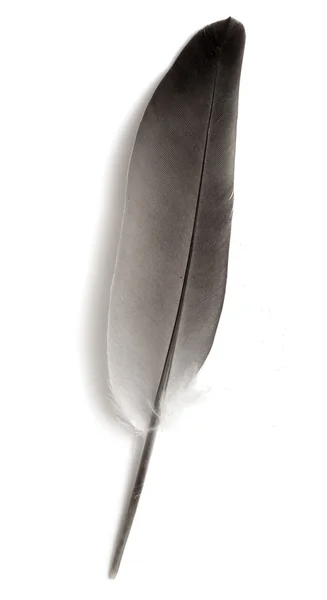 Egy elszigetelt madár toll — Stock Fotó