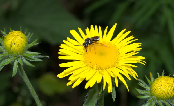 Abeja en una flor amarilla — Foto de Stock