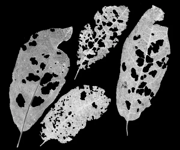 Folhas com buracos no preto — Fotografia de Stock