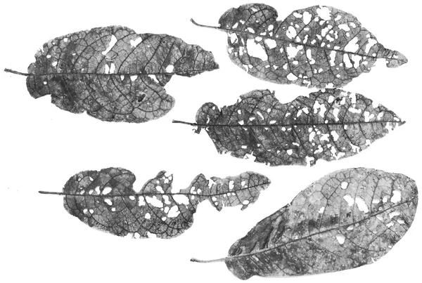 树叶被昆虫吃掉 — 图库照片